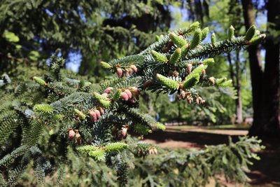 Abies pinsapo 'Argentea' - jedle španělská - šištice